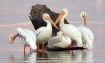 Pelicans at Dusk