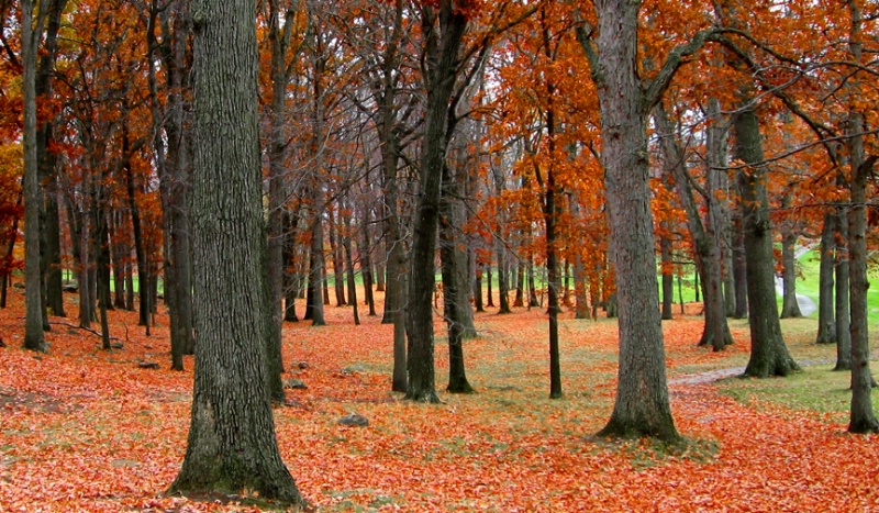 Fall at Fox Hill