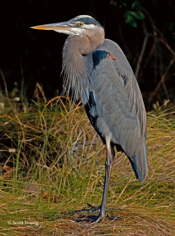 Great Blue Heron, Chincoteague NWR - ID: 7359145 © Richard S. Young