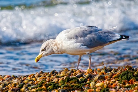 Looking for Lunch