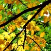 Autumn Glow