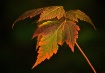 Fall Colors