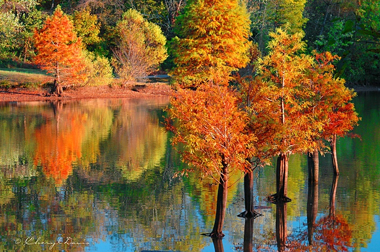 Autumn Reflection