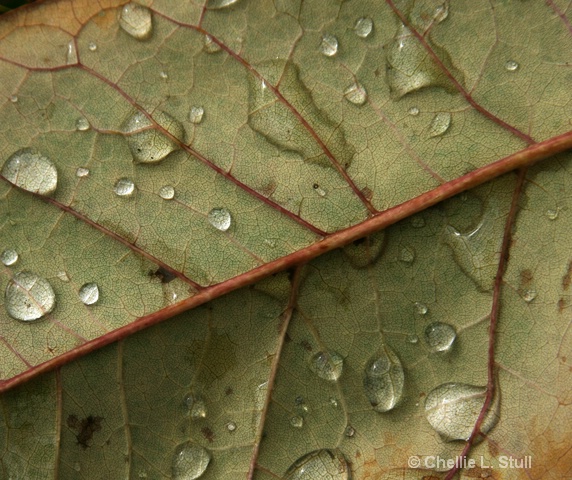 Rainy Leaf, close-up
