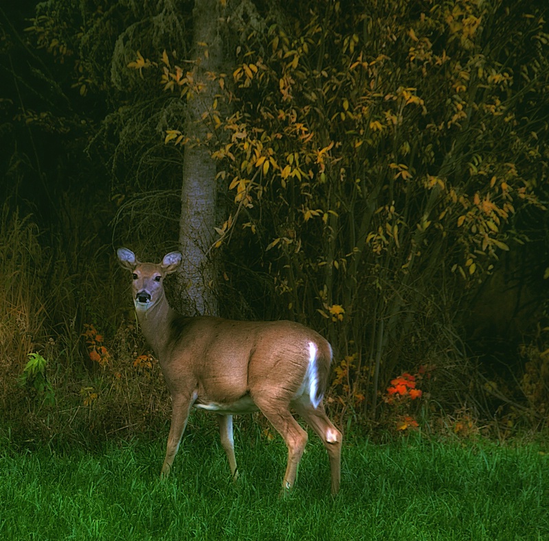 Untitled Bambi