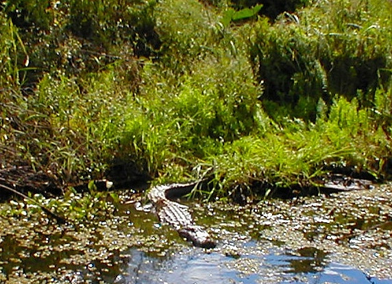 Gator Seen On Swamp Tour