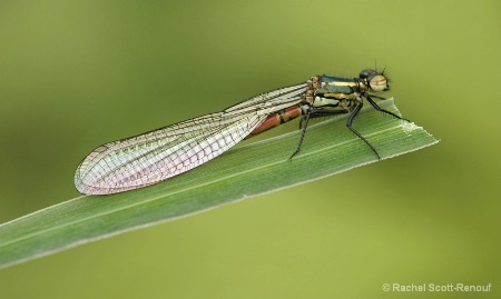 Damselfly