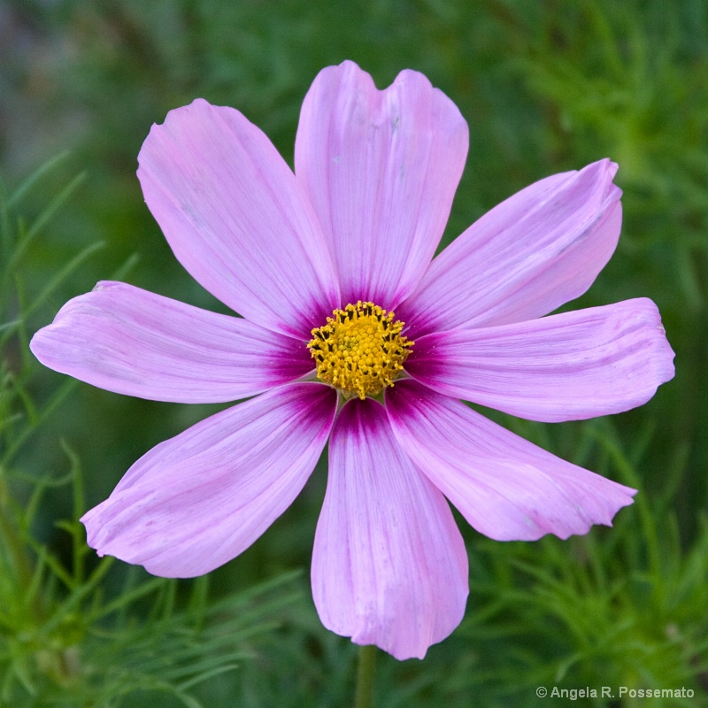 cosmos in pink