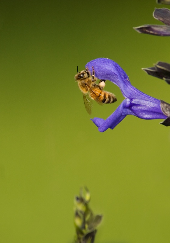 honey bee - ID: 7366517 © Michael Cenci