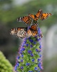 Monarchs and Bee