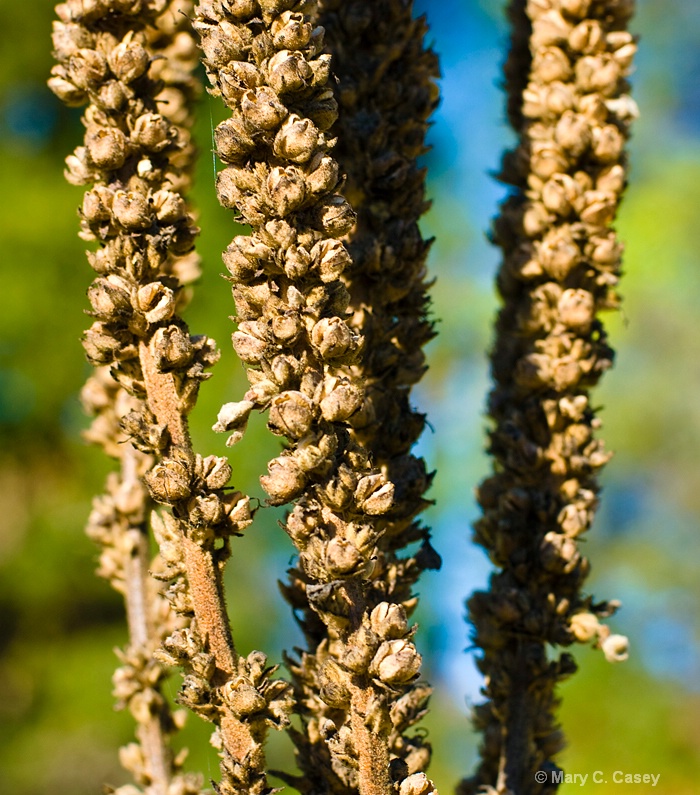 Dried Flower Stalks