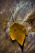 "The Fallen&#...