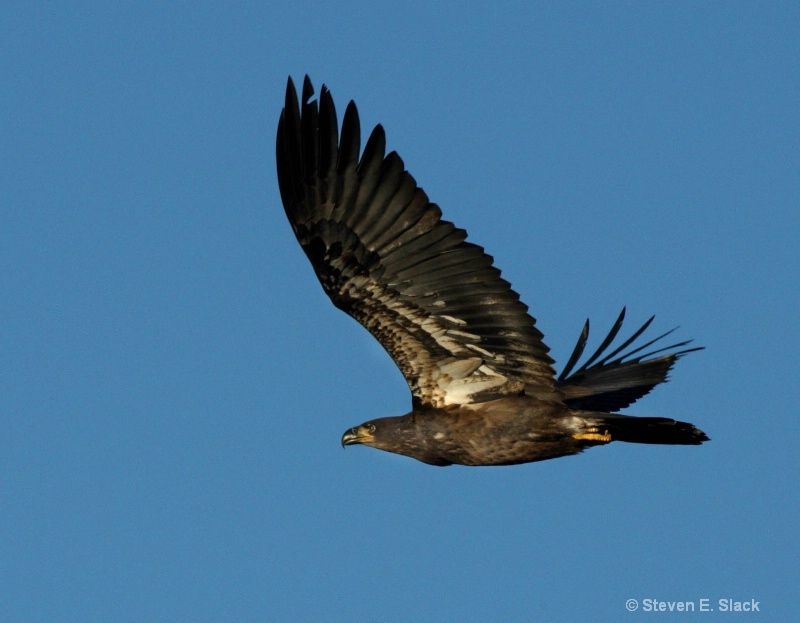 Male Juvenile Eagle