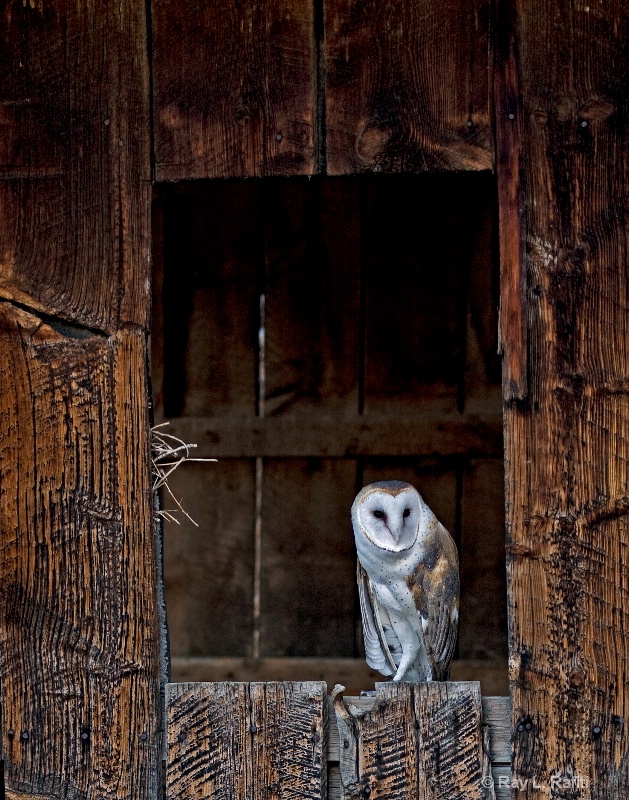 Contentment - Barn Owl