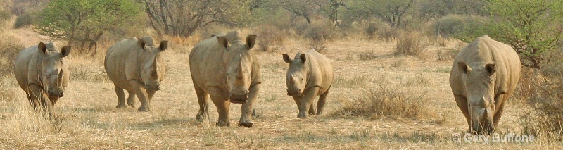 White Rhinos in Group