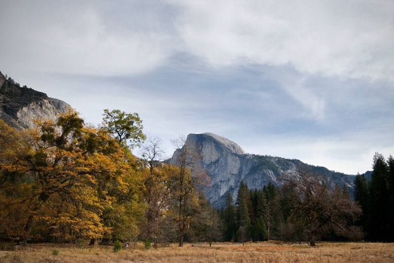 Autumn Trees of Yosemite
