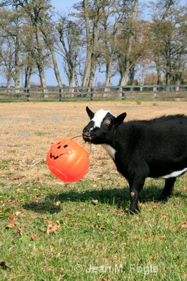 goat retreiving pumpkin - ID: 7375732 © Kevin Fogle