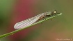 another damselfly
