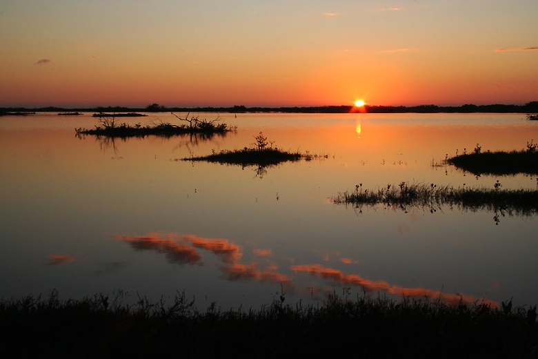 Dawn at the mangrove II