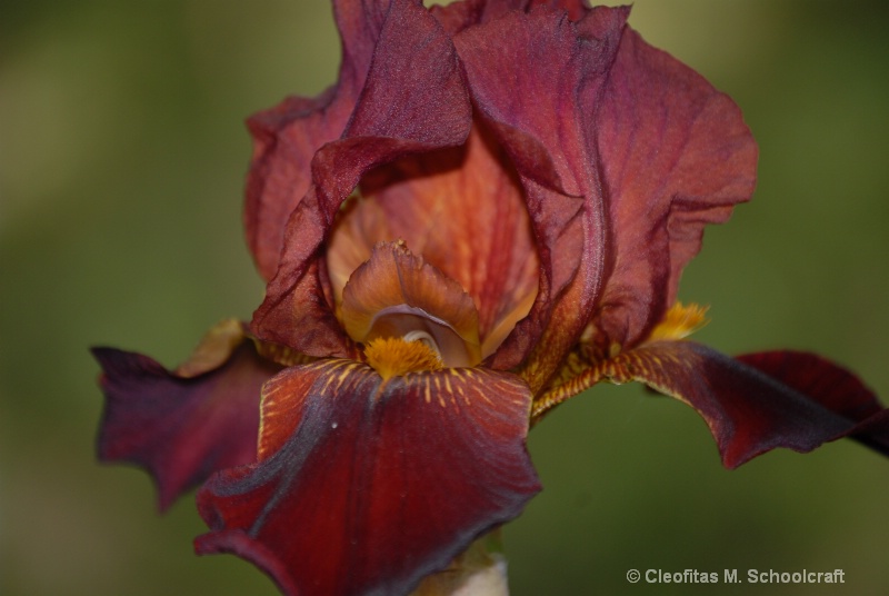 Chocolate Iris