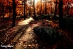 Evening Stroll Th...
