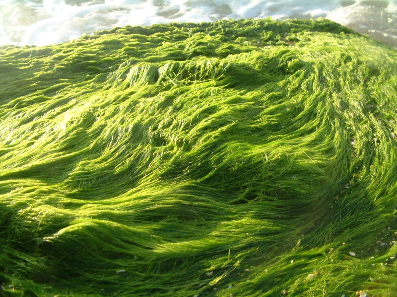 Sea Weeds