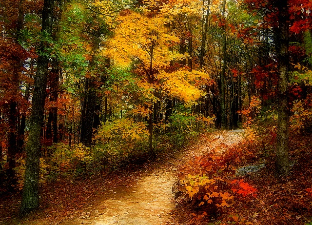 Autumn Trail