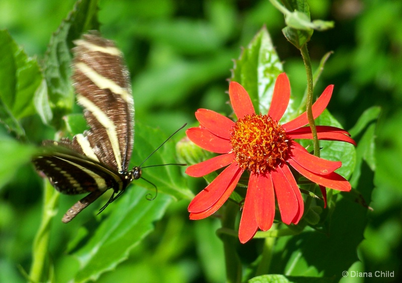 Butterfly In Flight