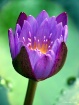 Waterlily Bloom