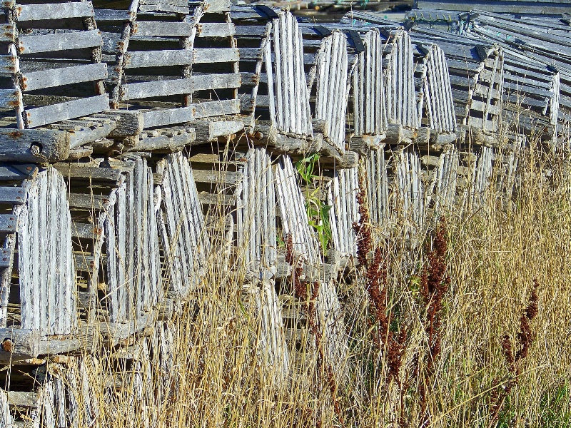 Lobster Traps in the Grass