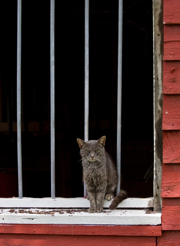 Barn Cat