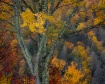 Autumn Palette