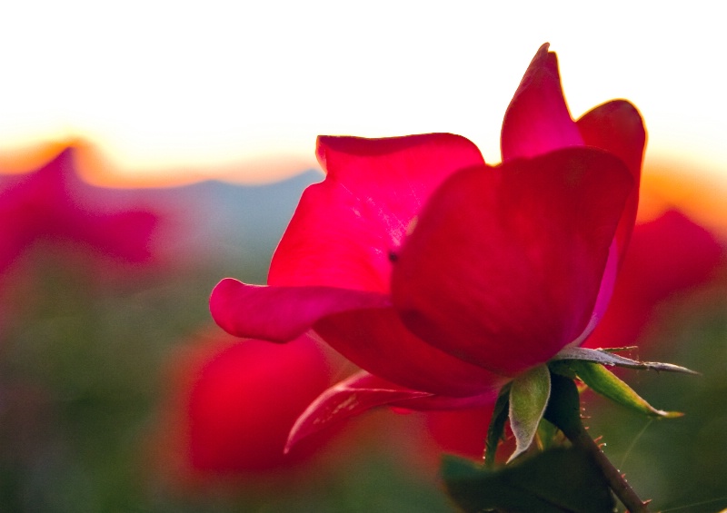 Sunset Through The Rose