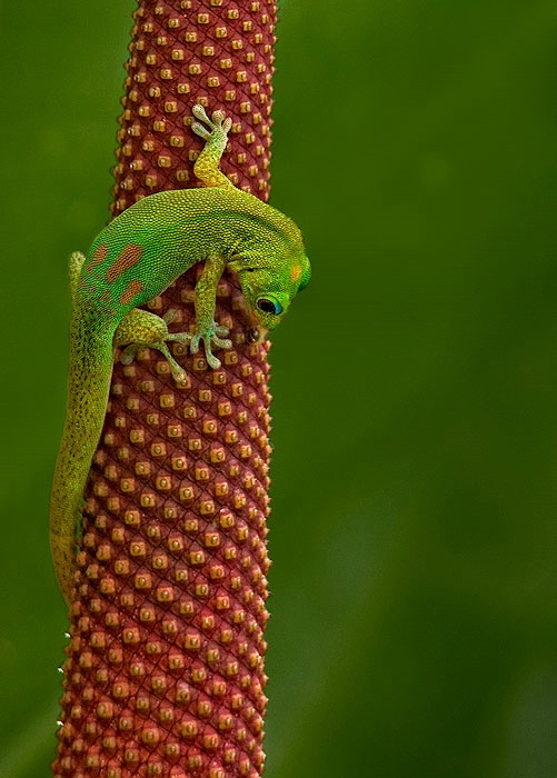 Young gecko licking nectar
