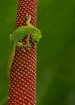 Young gecko licki...