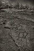 Hawaii petroglyph...