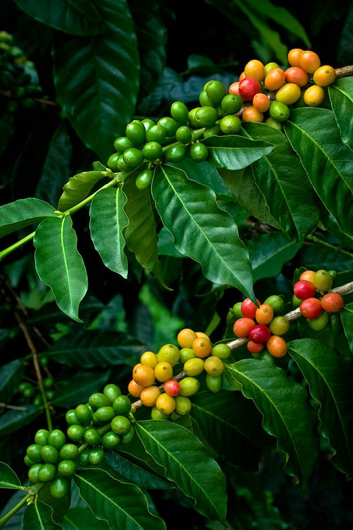 Kona coffee cherries