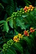 Kona coffee cherr...