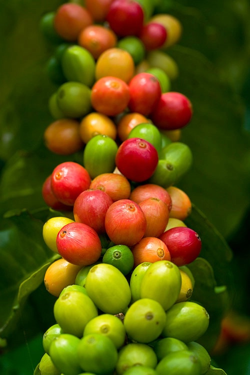 Kona coffee cherries