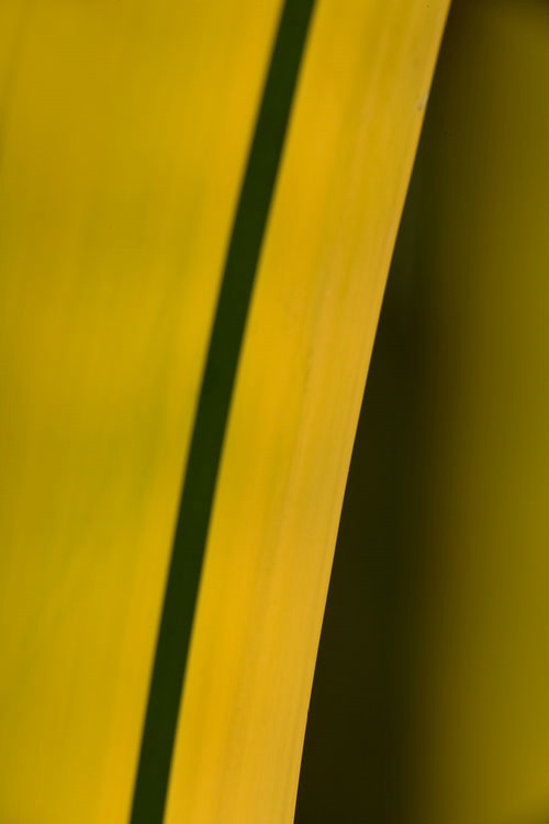 Bamboo abstract