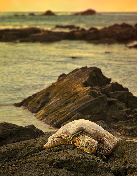 Turtle resting at sunset