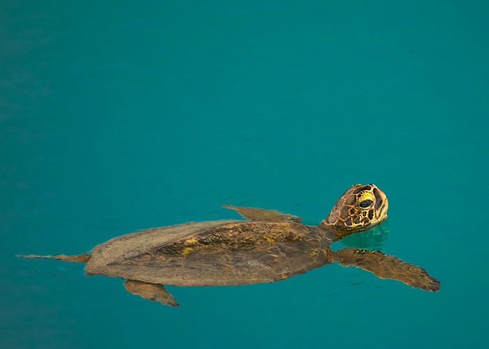 Young turtle breathing