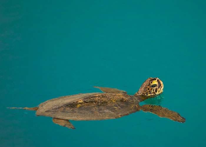 Young turtle breathing