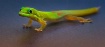 Baby gecko at Sta...