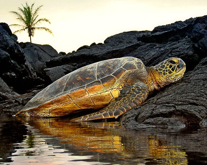 Turtle resting