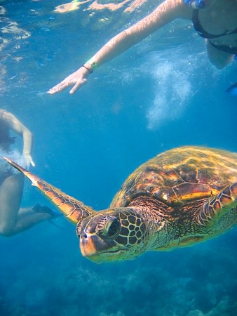 Turtle swimming among snorkelers
