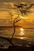 Anaehoomalu bay s...