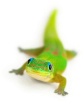 Smiling gecko