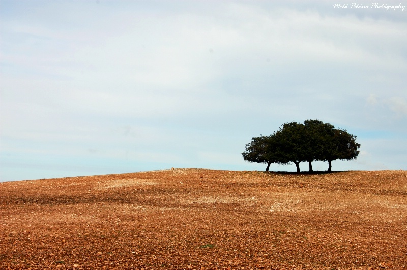 Fields of gold