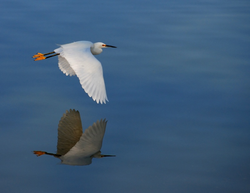 Flight of the Snowy Egret